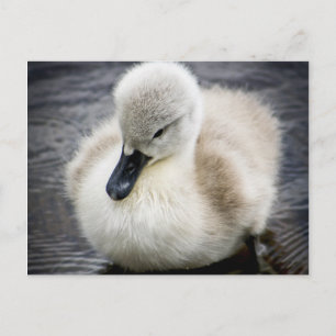 Baby Swan   Cygnet Postkarte