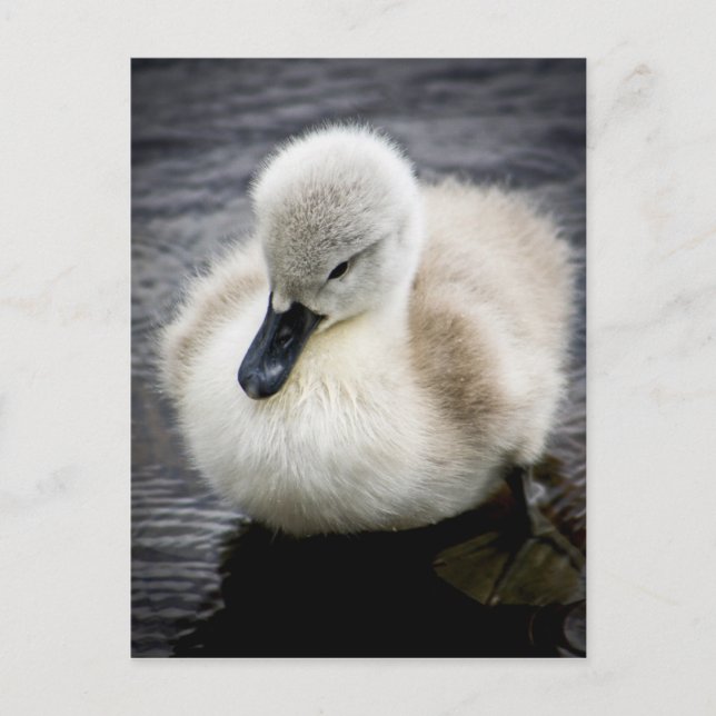 Baby Swan | Cygnet Postkarte (Vorderseite)