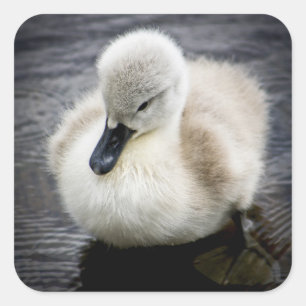 Baby Swan   Cygnet Quadratischer Aufkleber