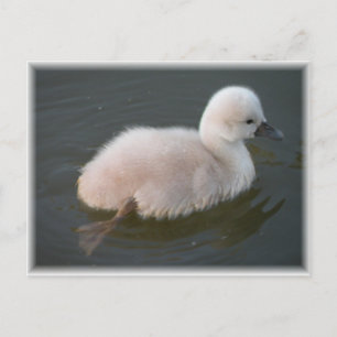Baby Swan für eine schwimmende Postkarte