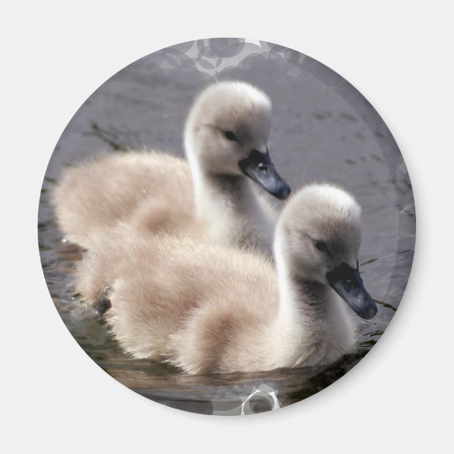 Baby Swans Round Magnet (Vorne)
