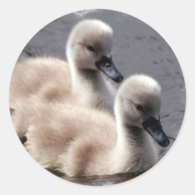 Baby Swans Stickers (Vorderseite)
