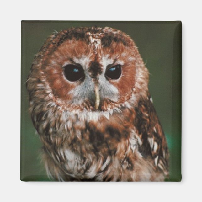 Baby Tawny Owl Magnet (Vorne)