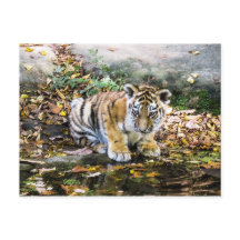 Baby Tiger Cub Postcard
