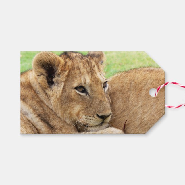 Baby Tiger Custom-Geschenk-Tags Geschenkanhänger (Vorderseite (Horizontal))