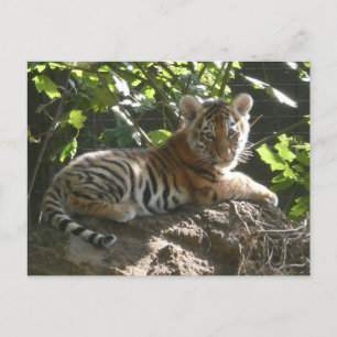 Baby Tiger im Sun DIY Postcard Feiertagspostkarte