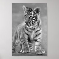 Baby Tiger in Schwarzweiß