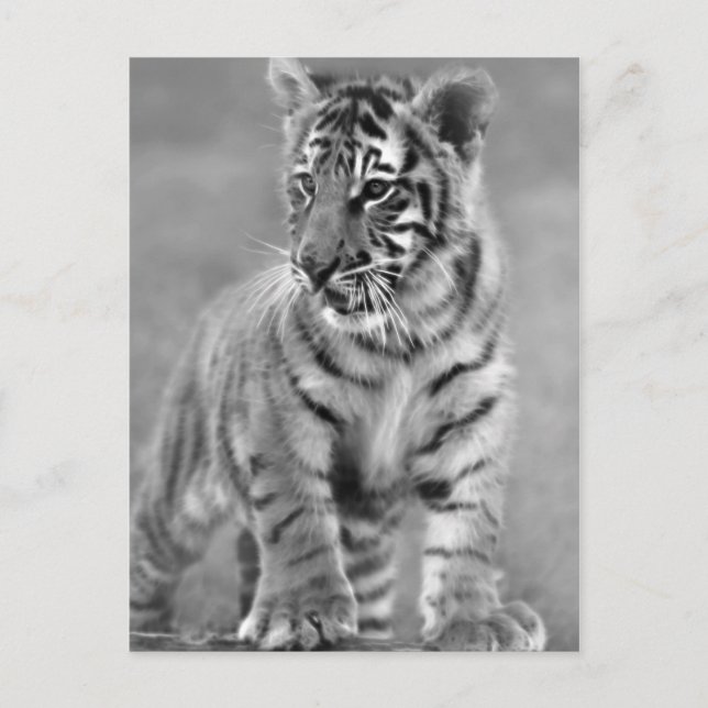Baby Tiger in Schwarzweiß Postkarte (Vorderseite)