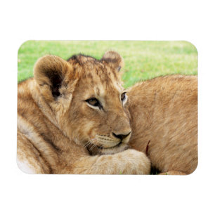 Baby Tiger-Magnet Magnet