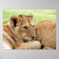 Baby Tiger Poster