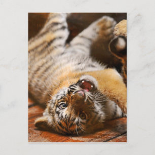 Baby Tiger rollt auf seinem Rücken Postkarte
