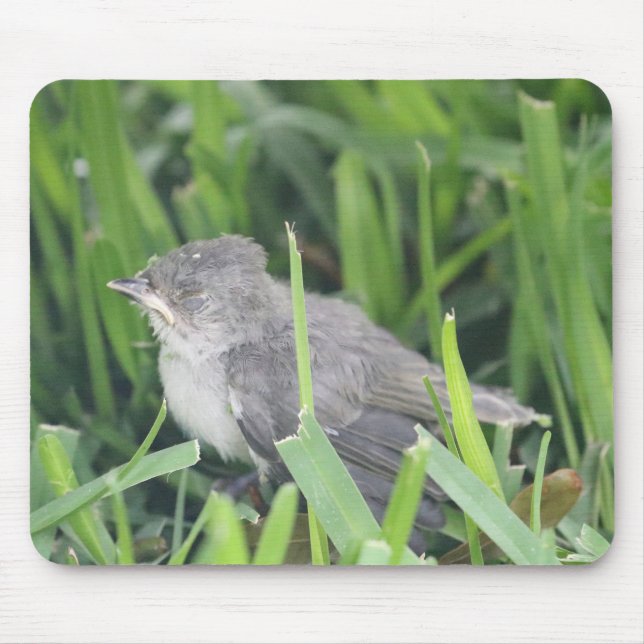 Baby Titmouse Ruhen Mousepad (Vorne)