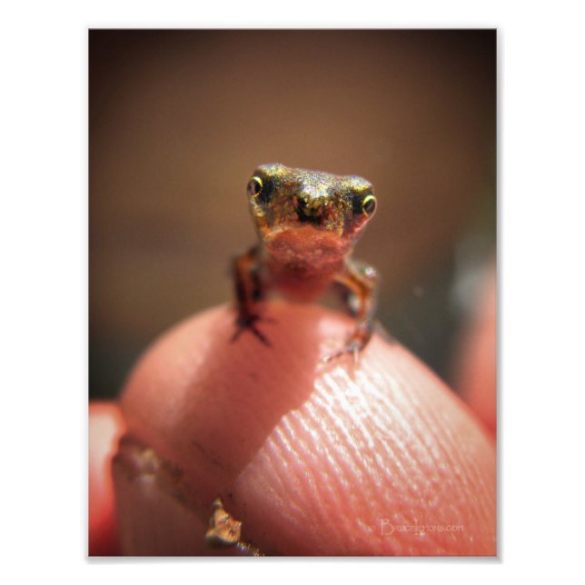 Baby Toad/Kaulquappe Fotodruck (Vorne)