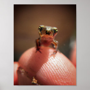 Baby Toad/Kaulquappe Poster