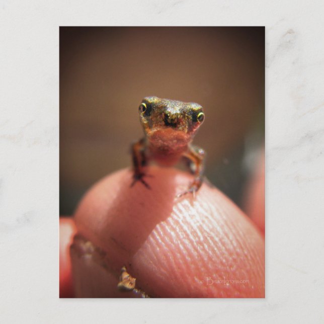 Baby Toad/Kaulquappe Postkarte (Vorderseite)