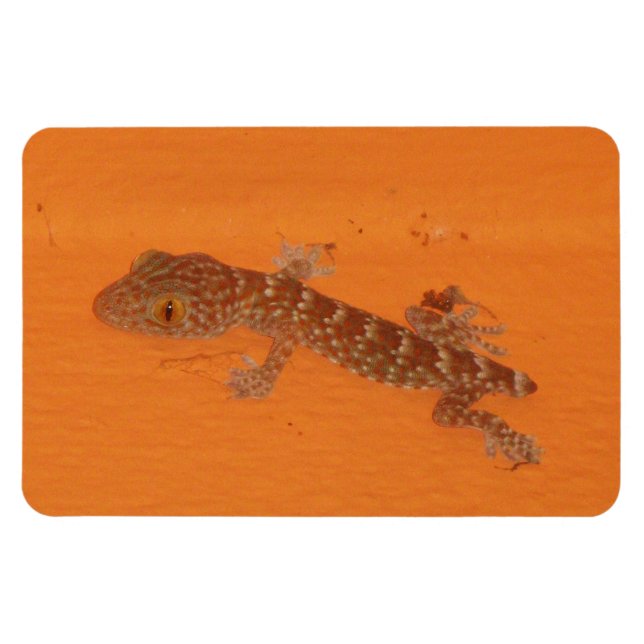 Baby Tokay Gecko Magnet (Horizontal)