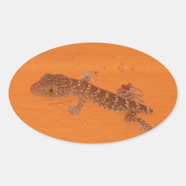 Baby Tokay Gecko Ovaler Aufkleber (Vorderseite)