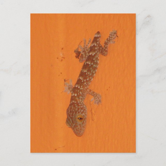 Baby Tokay Gecko Postkarte (Vorderseite)