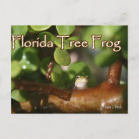 Baby Tree Frog in Bonsai Pflanze mit Text