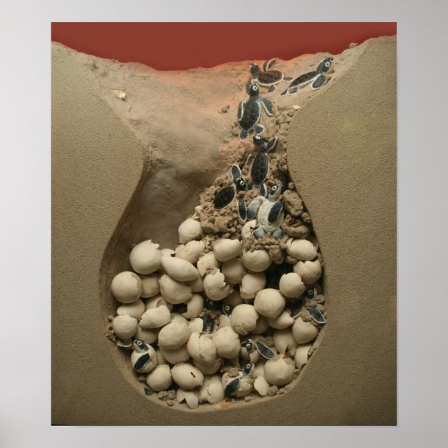 Baby Turtle Eggs Hatching Poster (Vorne)