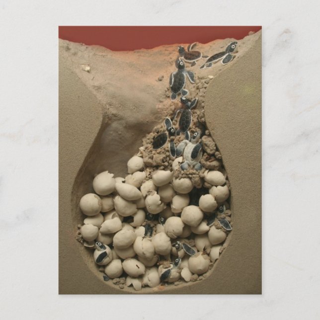 Baby Turtle Eggs Hatching Postkarte (Vorderseite)