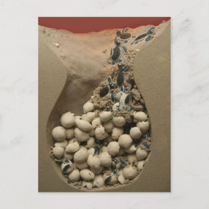 Baby Turtle Eggs Hatching Postkarte