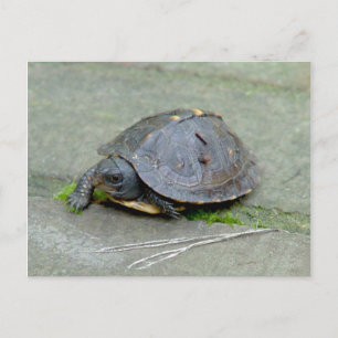 Baby Turtle Postcard Postkarte