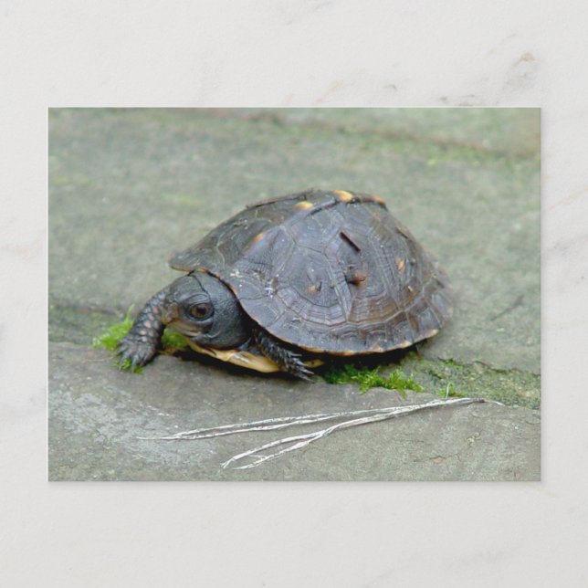 Baby Turtle Postcard Postkarte (Vorderseite)