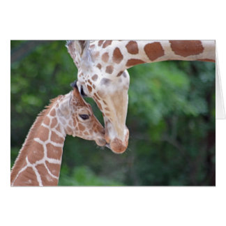 Baby und Mutter Giraffe