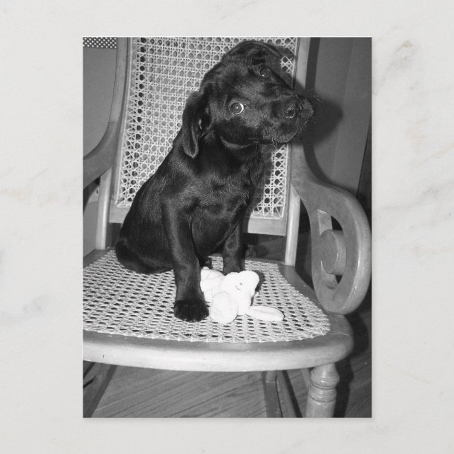 Baby Violet Labrador Postkarte (Vorderseite)