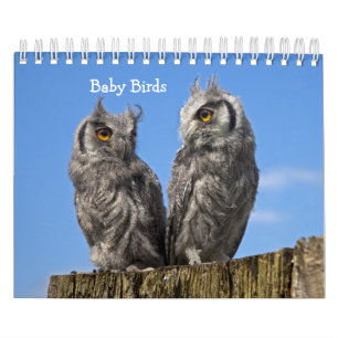 Baby-Vögel-Kalender Kalender