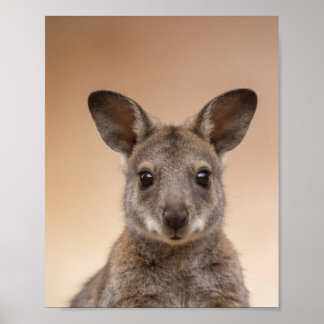 Baby-Wallaby-Porträt – Süße Wanddekoration für das Poster