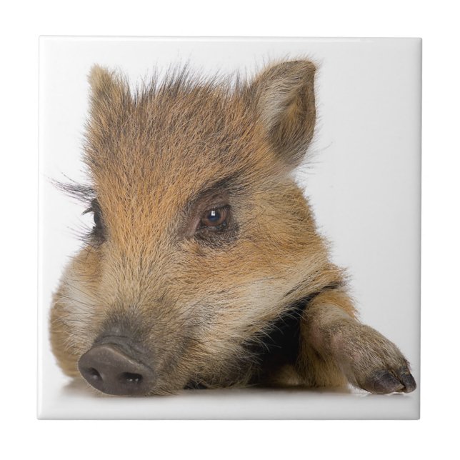 Baby Warthog Fliese (Vorderseite)