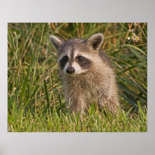 Baby-Waschbär 2 Poster