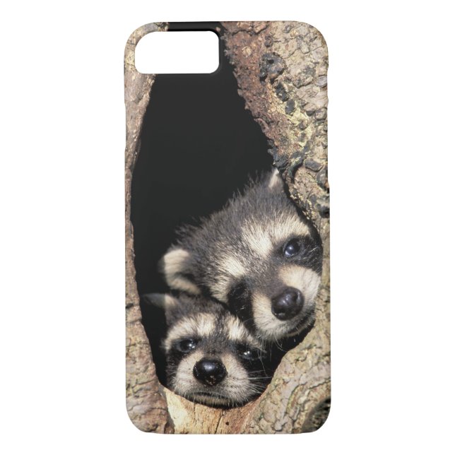 Baby-Waschbären in Baumhöhle Procyon Case-Mate iPhone Hülle (Rückseite)