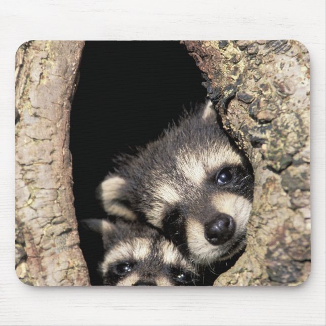 Baby-Waschbären in Baumhöhle Procyon Mousepad (Vorne)