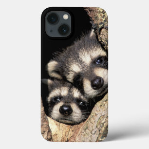 Baby-Waschbären in einer Baumhöhle Procyon Case-Mate iPhone Hülle
