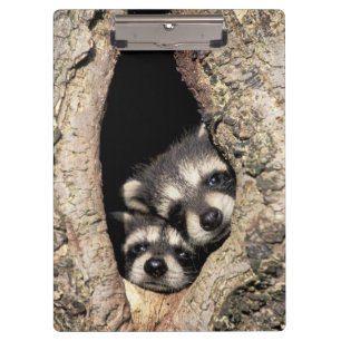 Baby-Waschbären in einer Baumhöhle Procyon Klemmbrett