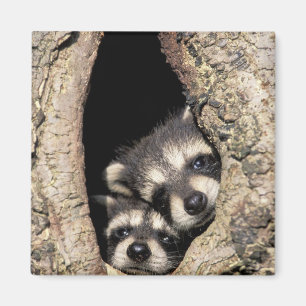 Baby-Waschbären in einer Baumhöhle Procyon Magnet