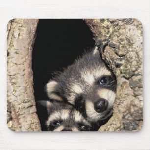 Baby-Waschbären in einer Baumhöhle Procyon Mousepad