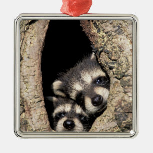 Baby-Waschbären in einer Baumhöhle Procyon Ornament Aus Metall
