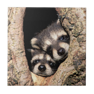 Baby-Waschbären spähen aus einem Baum heraus Fliese