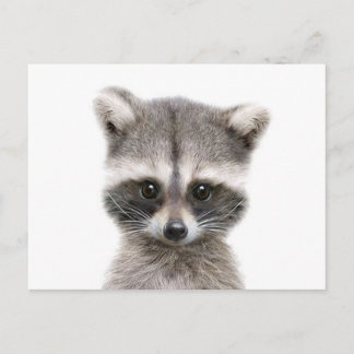 Baby Waschcoon sagt hallo. Postkarte