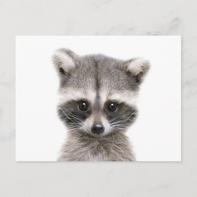 Baby Waschcoon sagt hallo. Postkarte (Vorderseite)