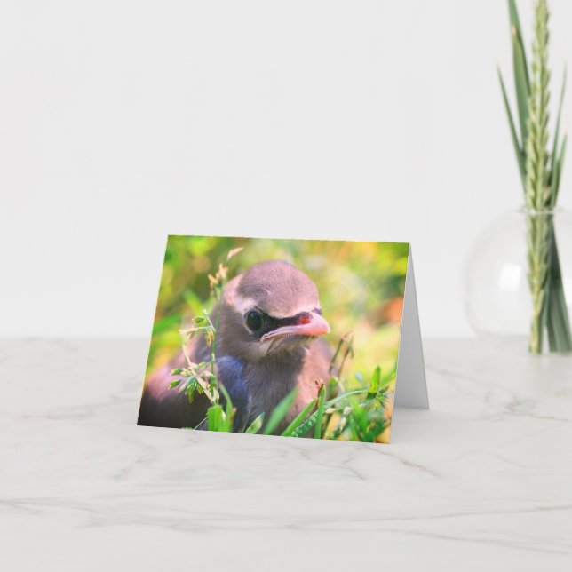 Baby Waxwing Bird Animal Nature Note Card Dankeskarte (Vorderseite)
