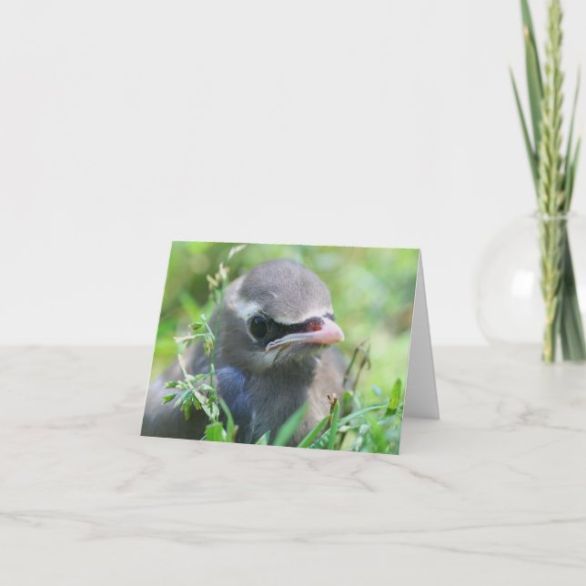 Baby Waxwing Bird Animal Photography  (Vorderseite)