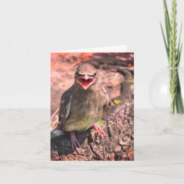 Baby Waxwing Bird Nature Note Card Dankeskarte (Vorderseite)