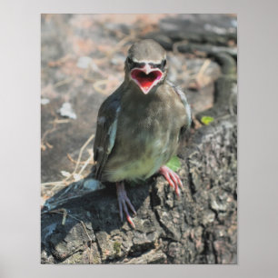 Baby Waxwing Bird Poster