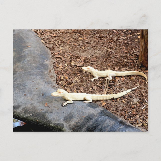 Baby White Albino Alligators Postkarte (Vorderseite)