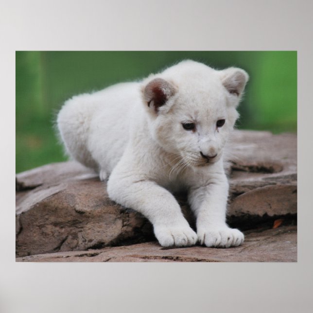 Baby white lion cub serie poster (Vorne)